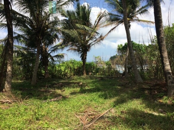Ocean-facing palm-fringed land in Kottagoda
