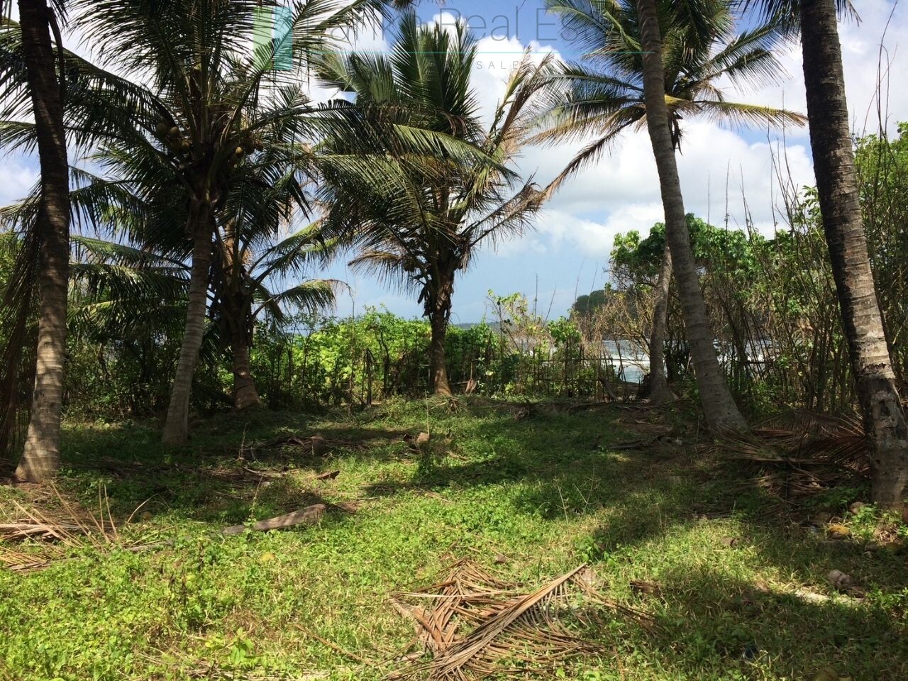 Ocean-facing palm-fringed land in Kottagoda