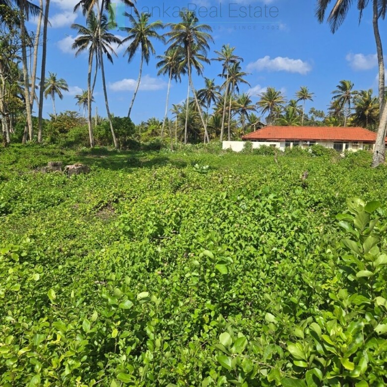 Ocean-facing palm-fringed land in Kottagoda