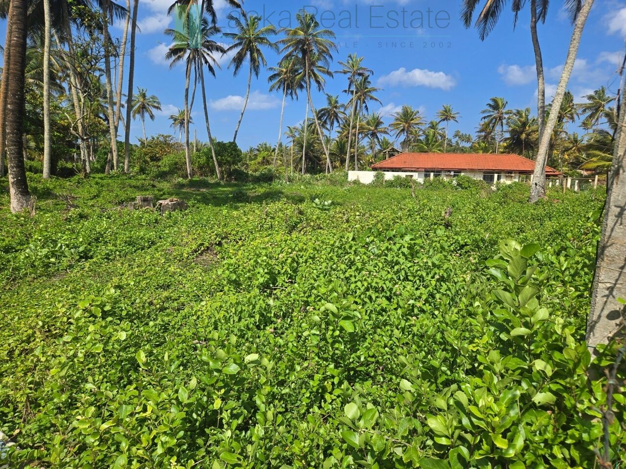 Ocean-facing palm-fringed land in Kottagoda