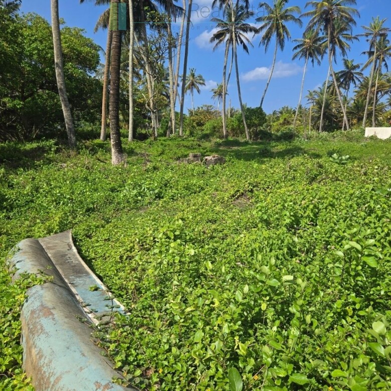 Ocean-facing palm-fringed land in Kottagoda