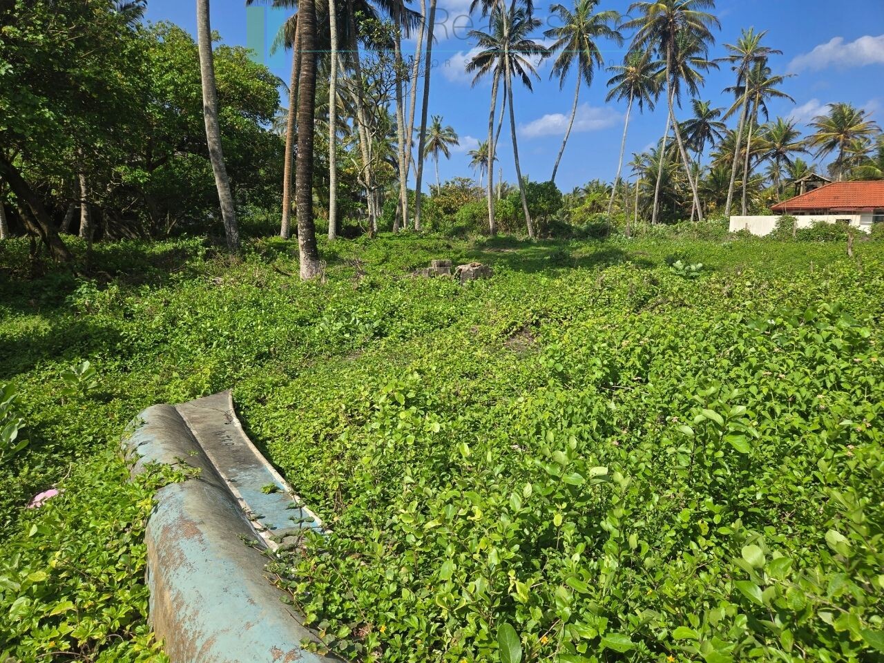 Ocean-facing palm-fringed land in Kottagoda
