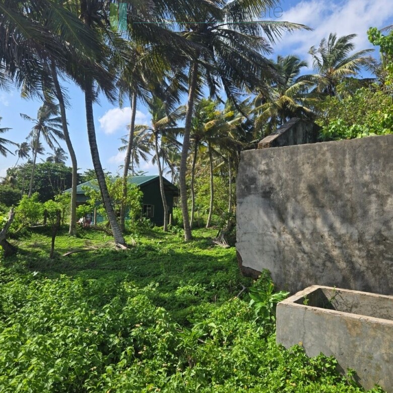 Ocean-facing palm-fringed land in Kottagoda