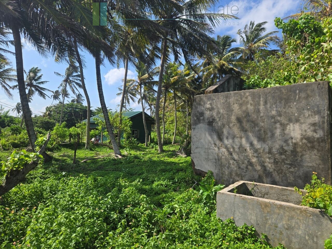 Ocean-facing palm-fringed land in Kottagoda