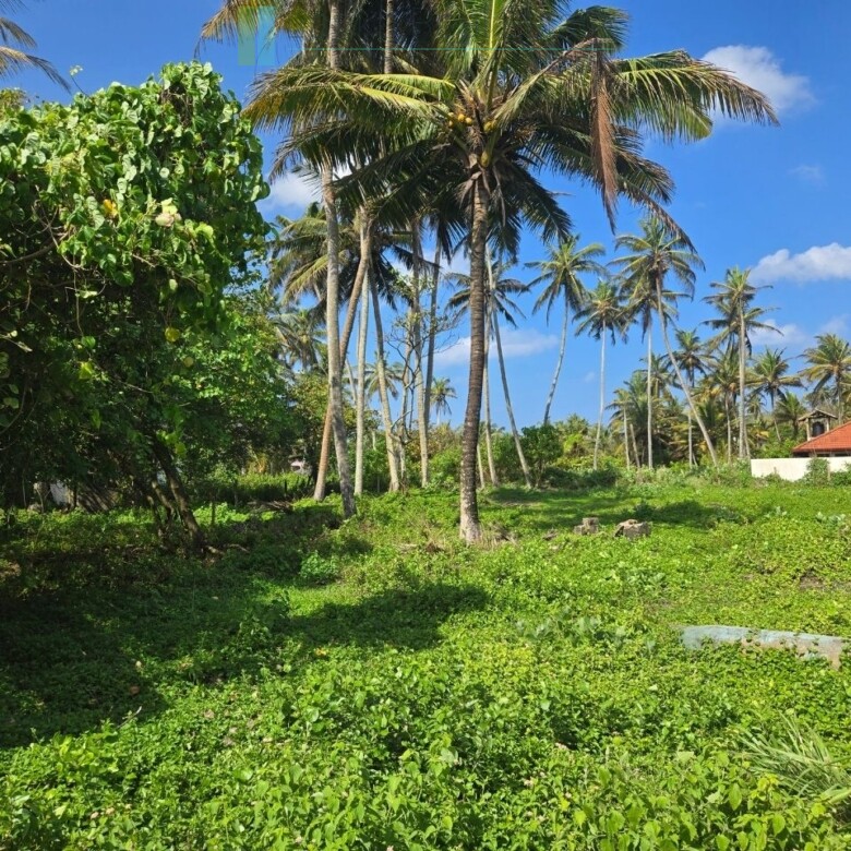 Ocean-facing palm-fringed land in Kottagoda