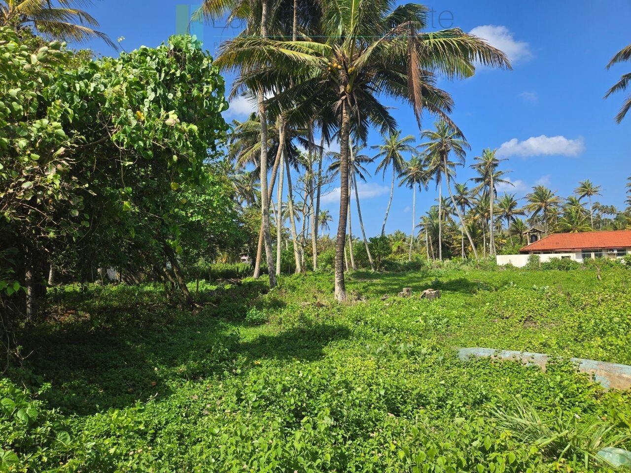 Ocean-facing palm-fringed land in Kottagoda