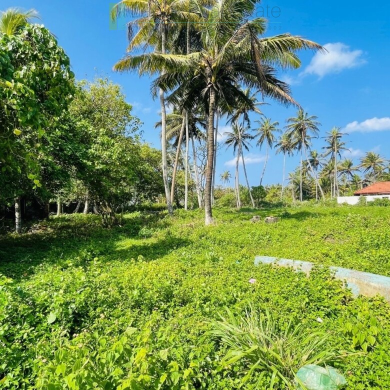 Ocean-facing palm-fringed land in Kottagoda