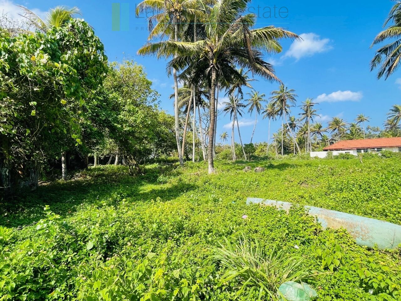 Ocean-facing palm-fringed land in Kottagoda