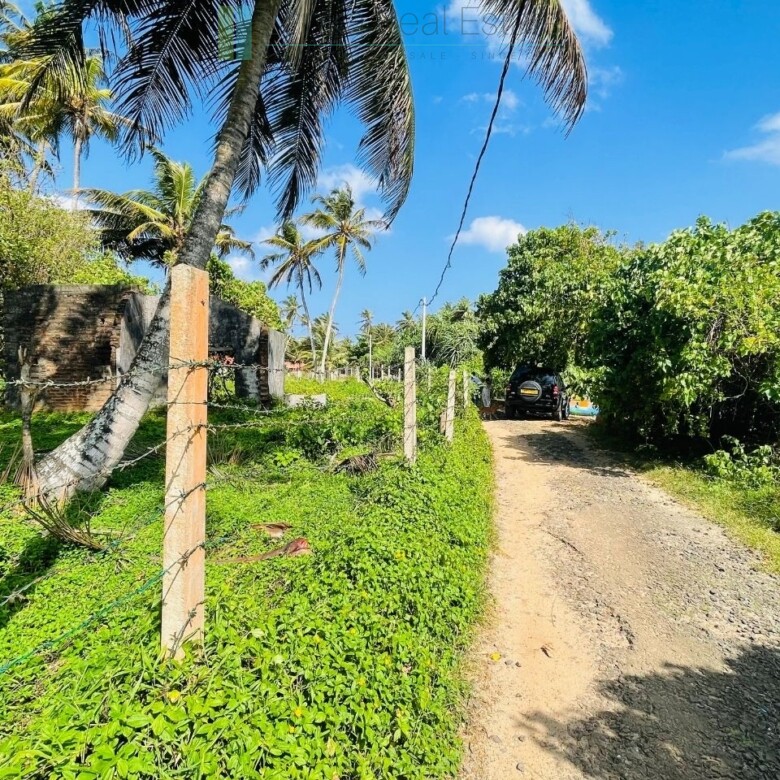 Ocean-facing palm-fringed land in Kottagoda