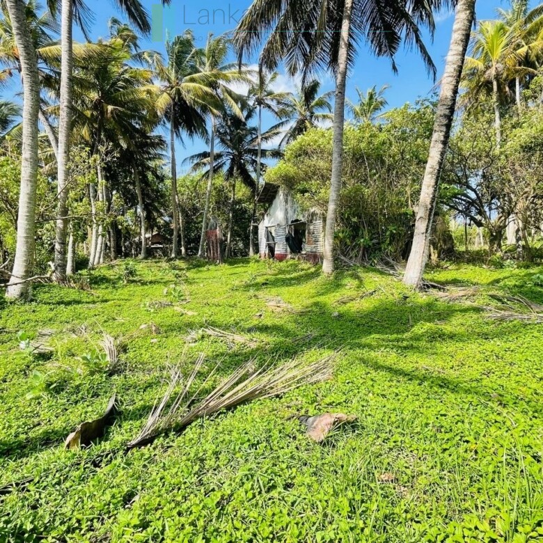 Ocean-facing palm-fringed land in Kottagoda