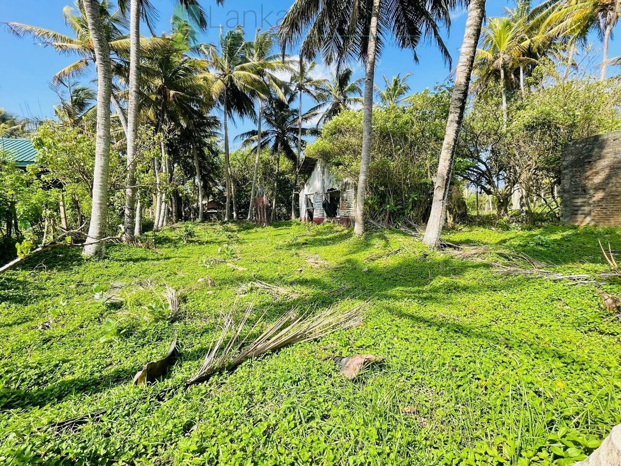 Ocean-facing palm-fringed land in Kottagoda