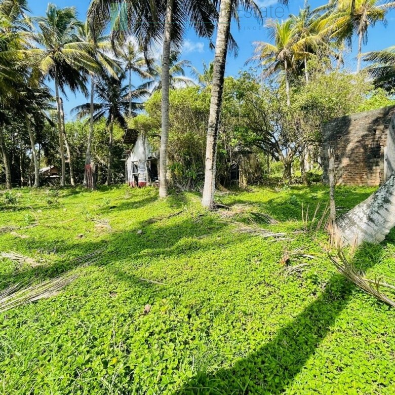 Ocean-facing palm-fringed land in Kottagoda
