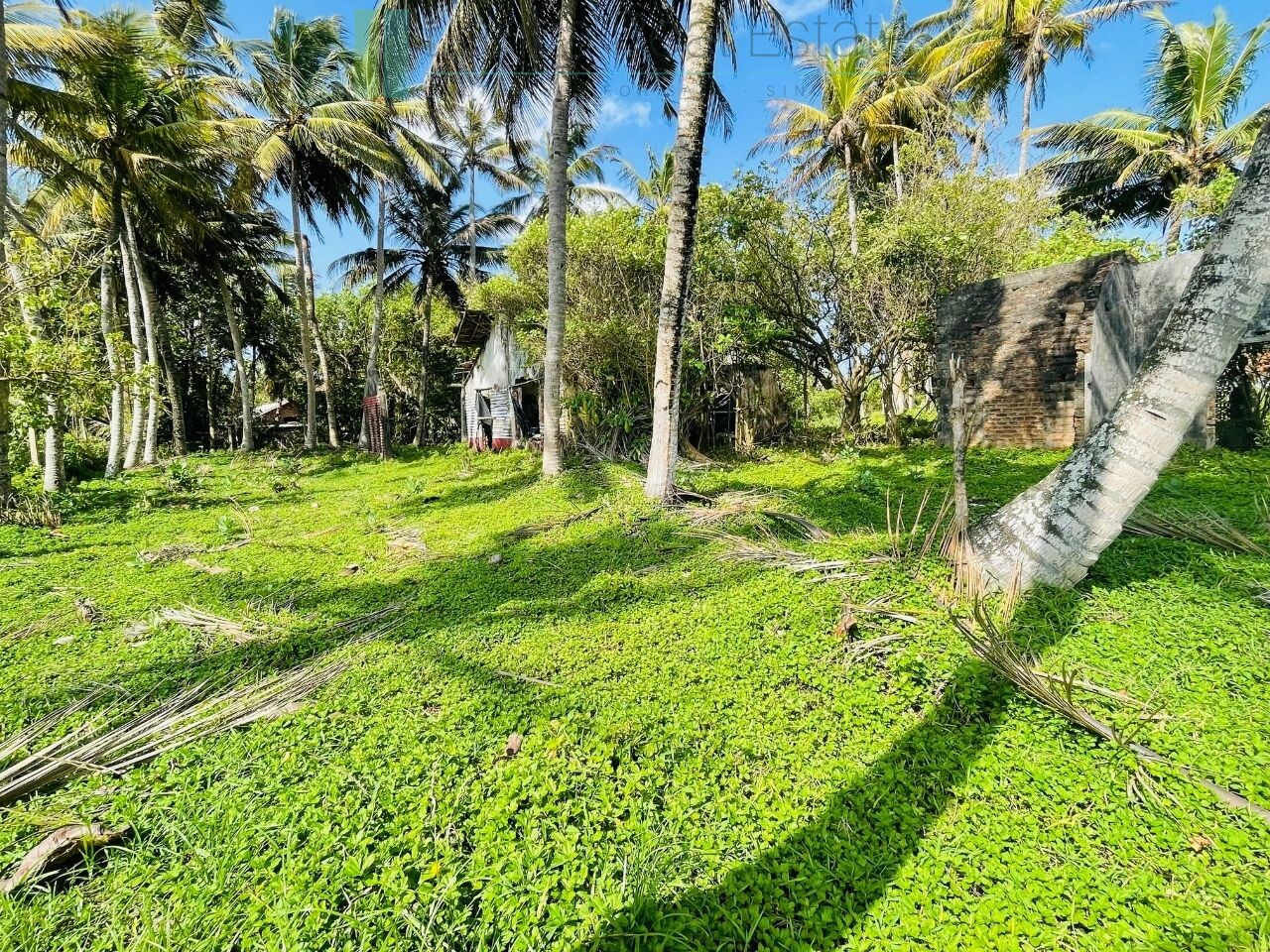 Ocean-facing palm-fringed land in Kottagoda