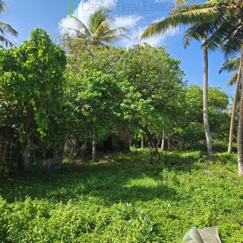 Ocean-facing palm-fringed land in Kottagoda