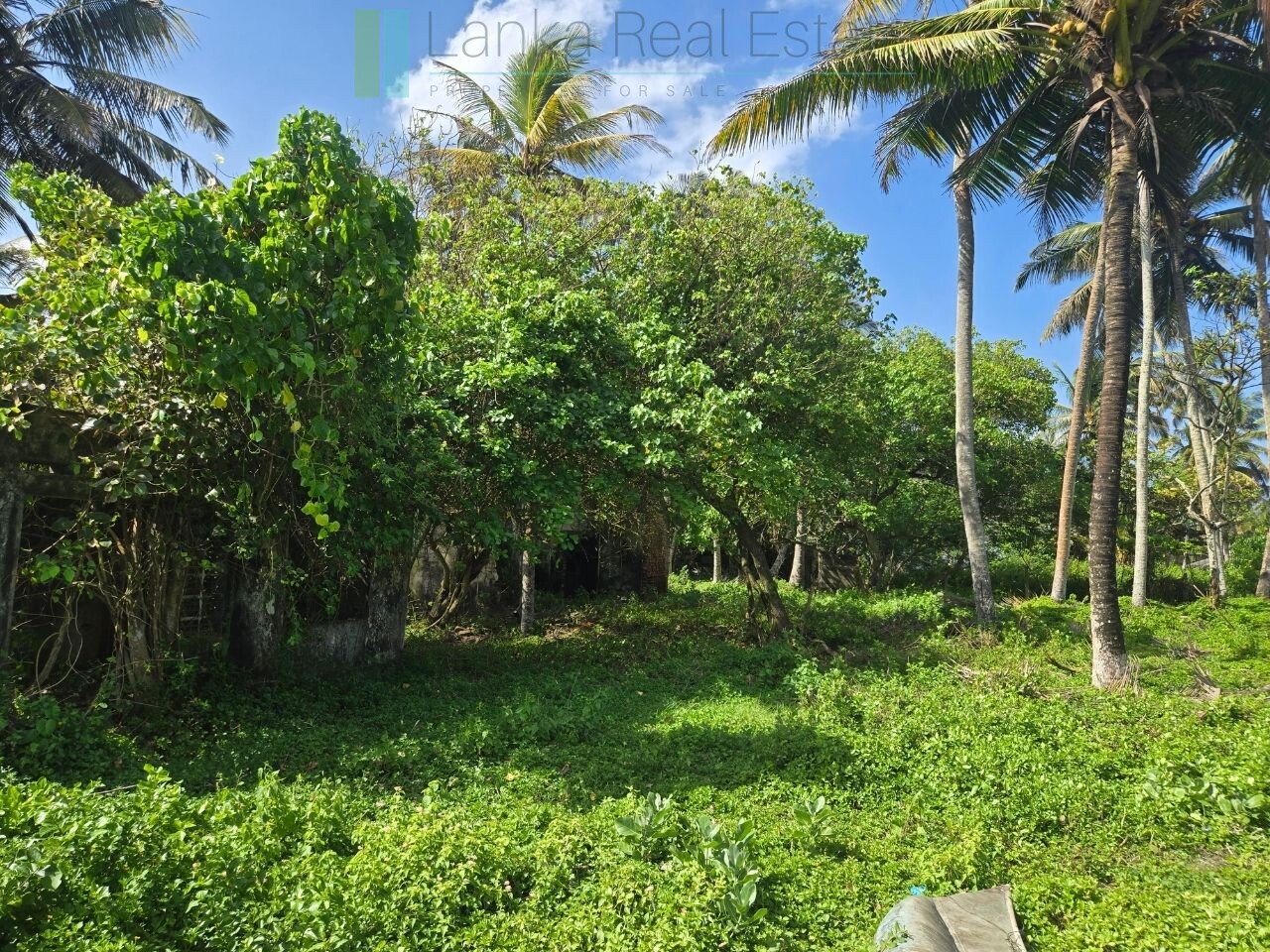 Ocean-facing palm-fringed land in Kottagoda
