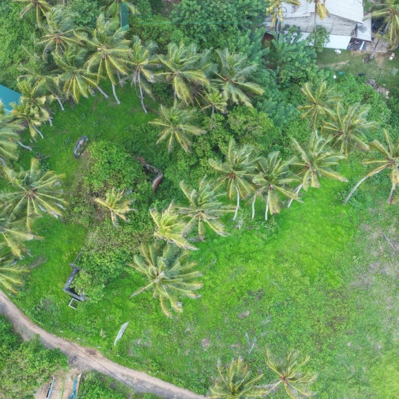 Ocean-facing palm-fringed land in Kottagoda