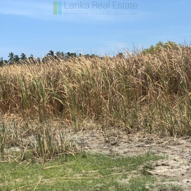 Two beachfront plots at Thandiyadi near Pottuvil
