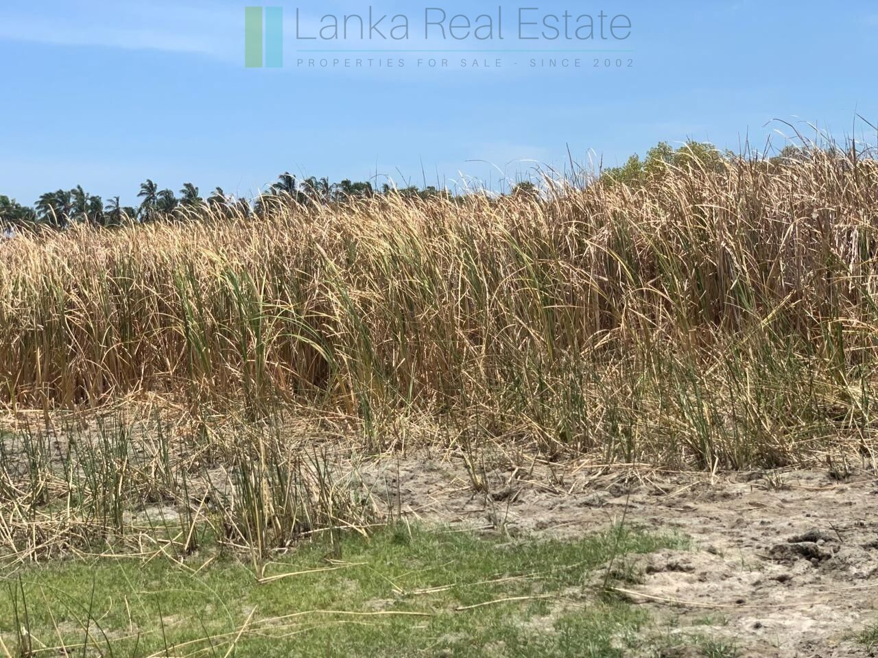 Two beachfront plots at Thandiyadi near Pottuvil