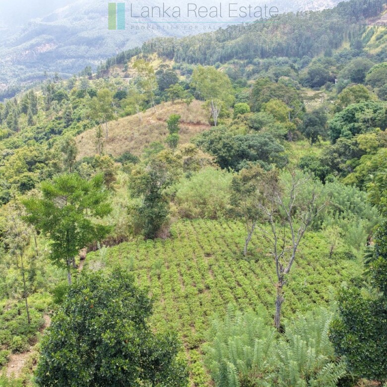 Ready-to-finish family home with small tea garden