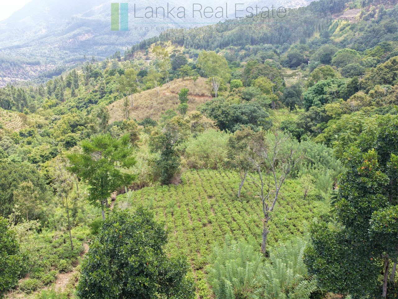 Ready-to-finish family home with small tea garden