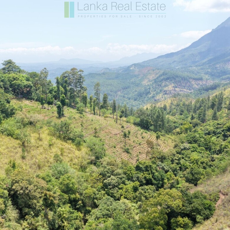 Ready-to-finish family home with small tea garden
