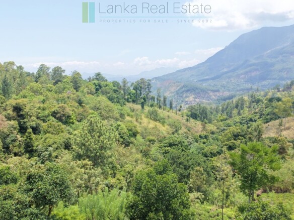 Ready-to-finish family home with small tea garden