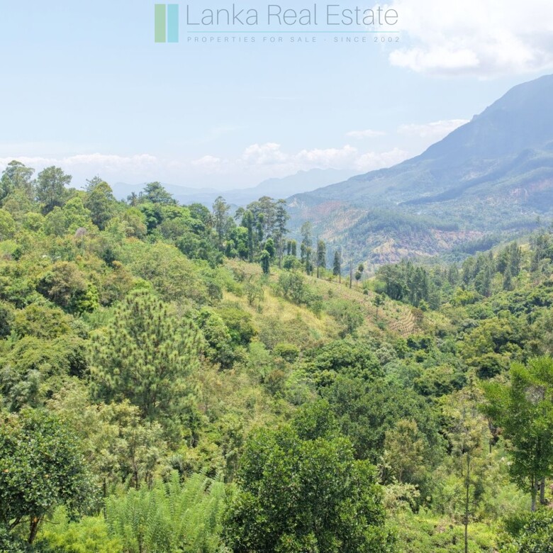 Ready-to-finish family home with small tea garden