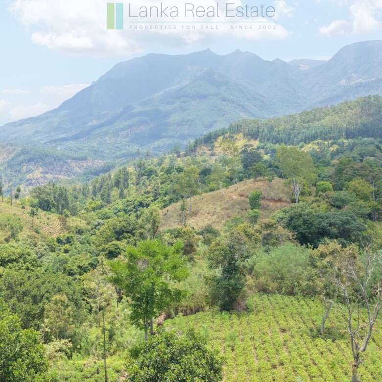 Ready-to-finish family home with small tea garden