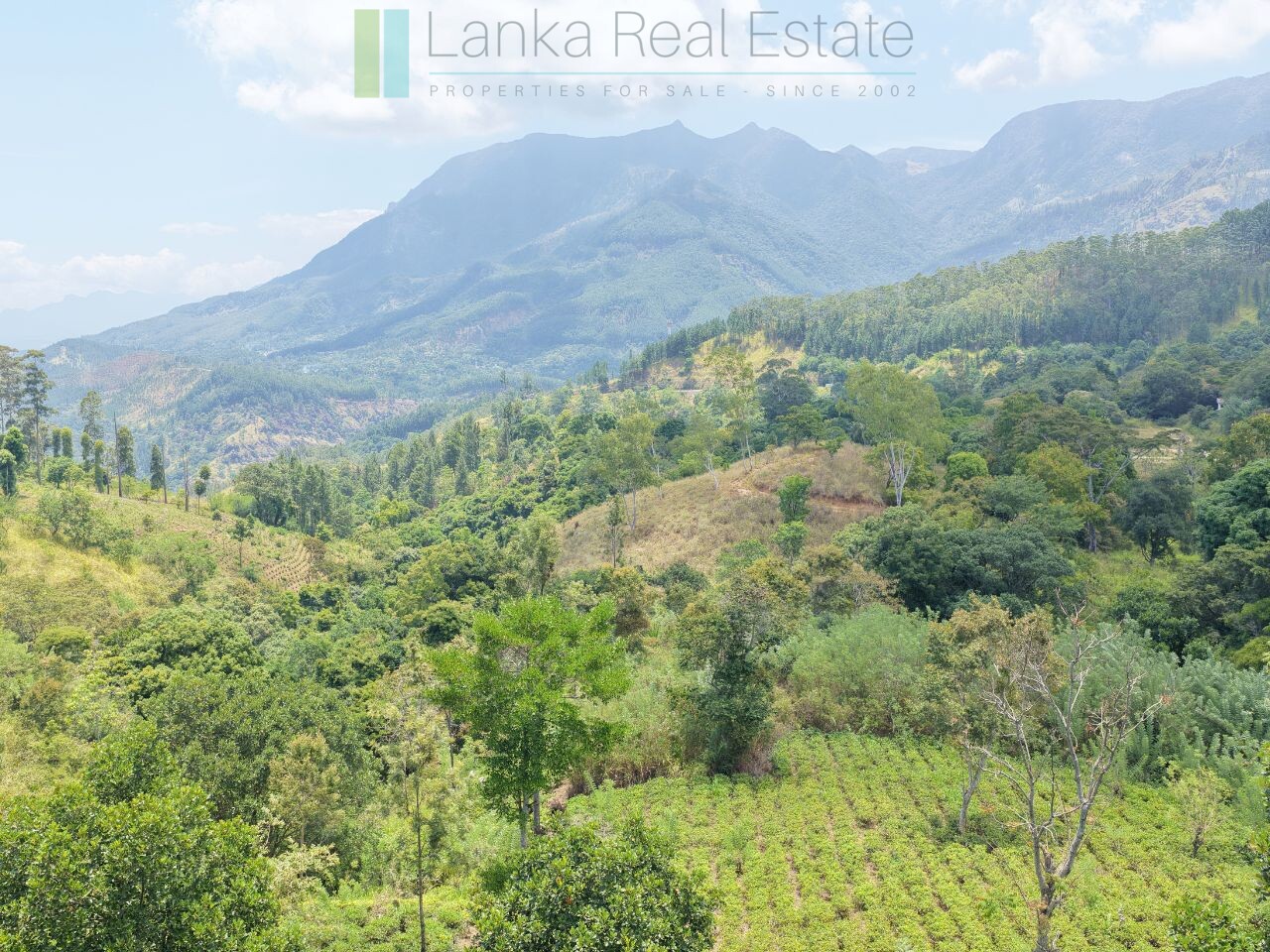 Ready-to-finish family home with small tea garden