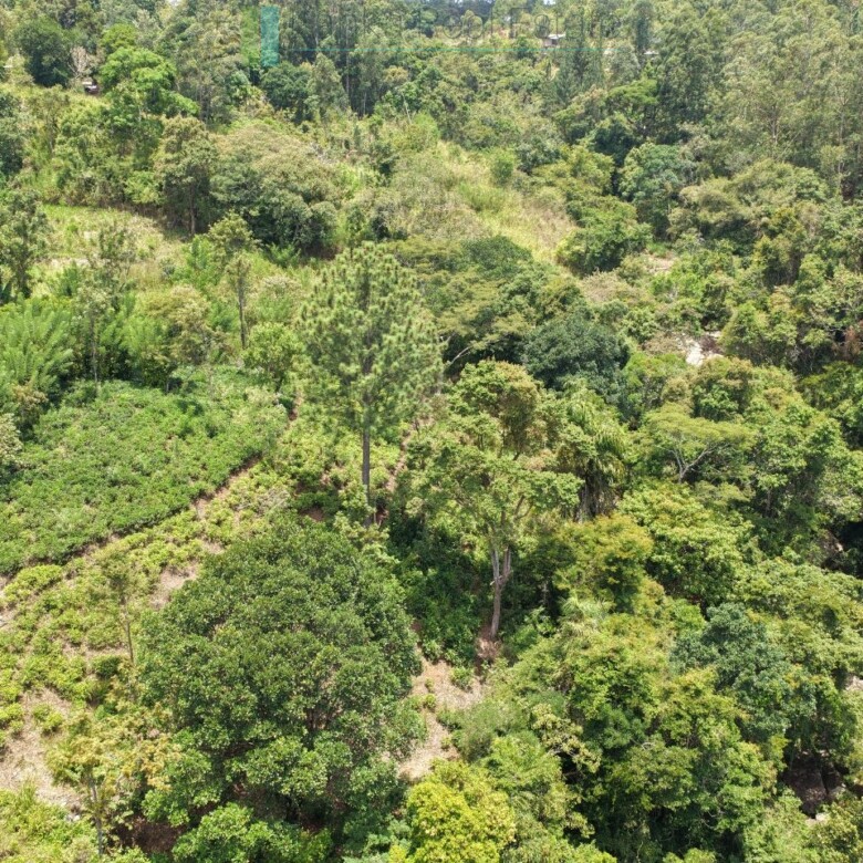 Ready-to-finish family home with small tea garden