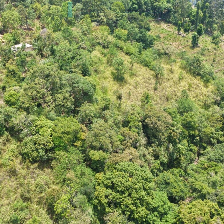 Ready-to-finish family home with small tea garden