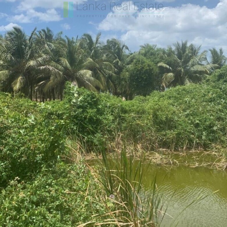 Seven acres of East Coast beachfront north of Pottuvil