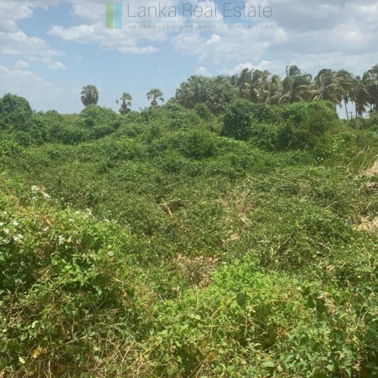 Seven acres of East Coast beachfront north of Pottuvil