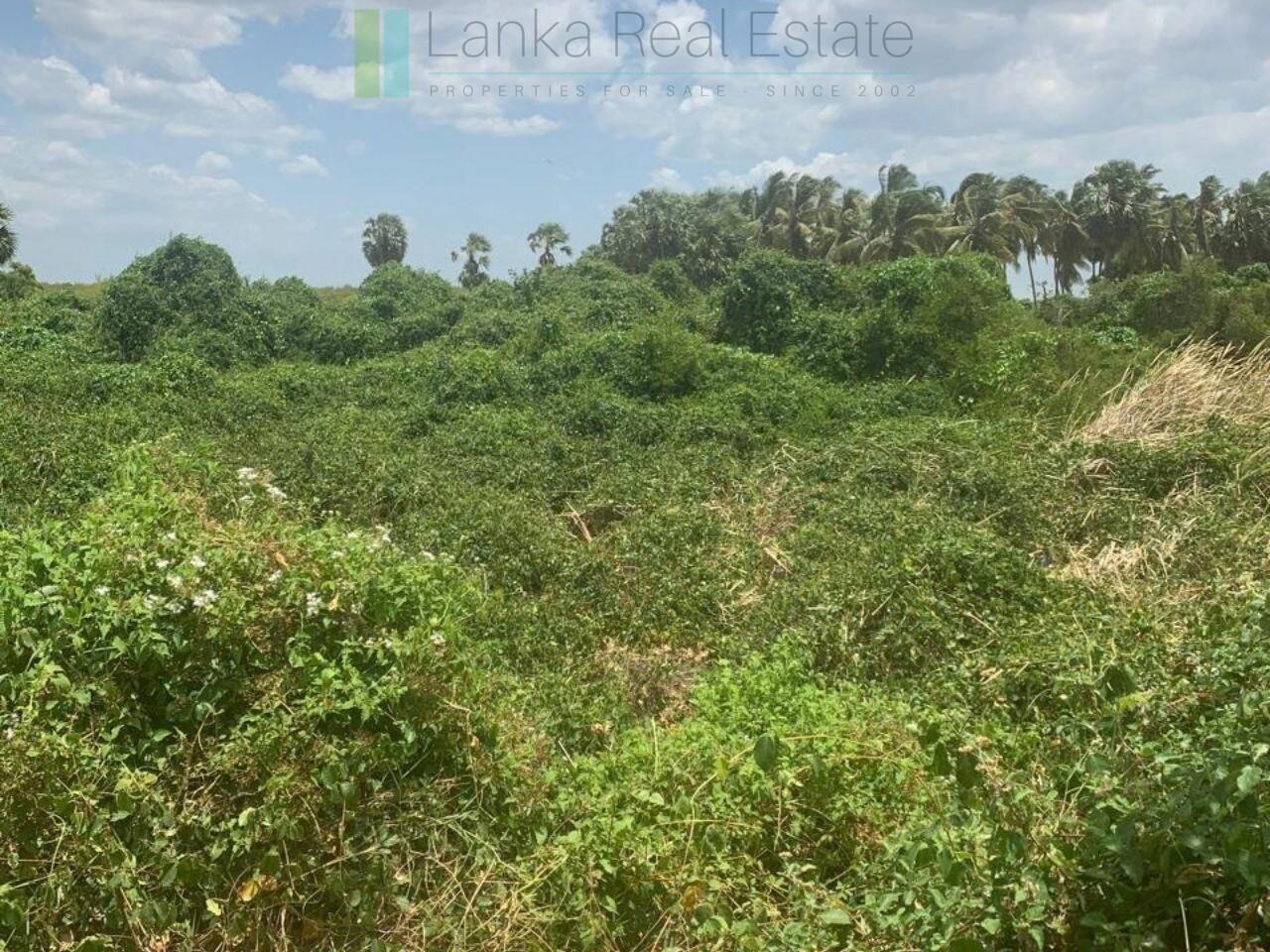Seven acres of East Coast beachfront north of Pottuvil