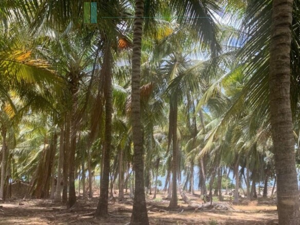Seven acres of East Coast beachfront north of Pottuvil