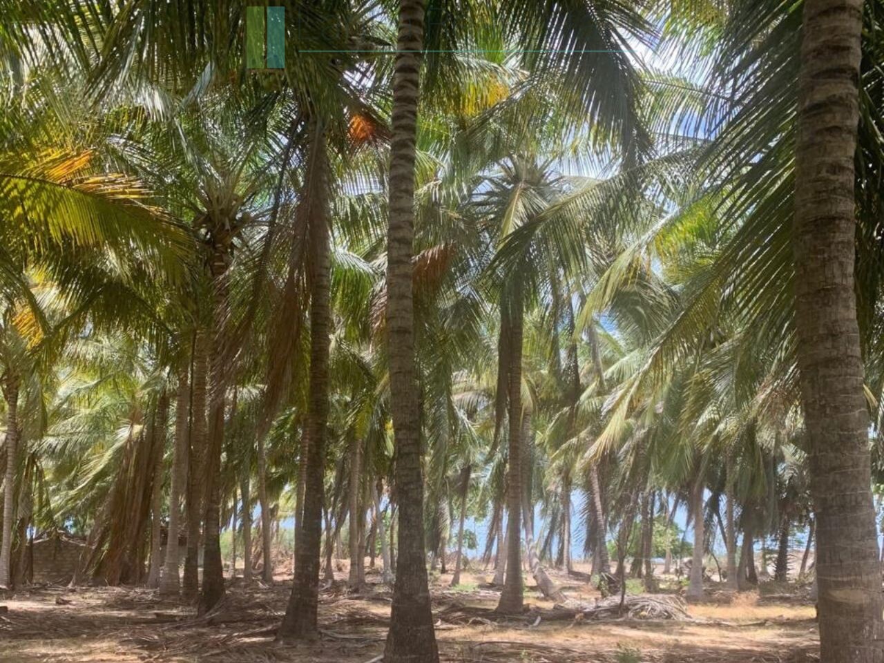 260904-thandiyadi (8) Seven acres of East Coast beachfront north of Pottuvil