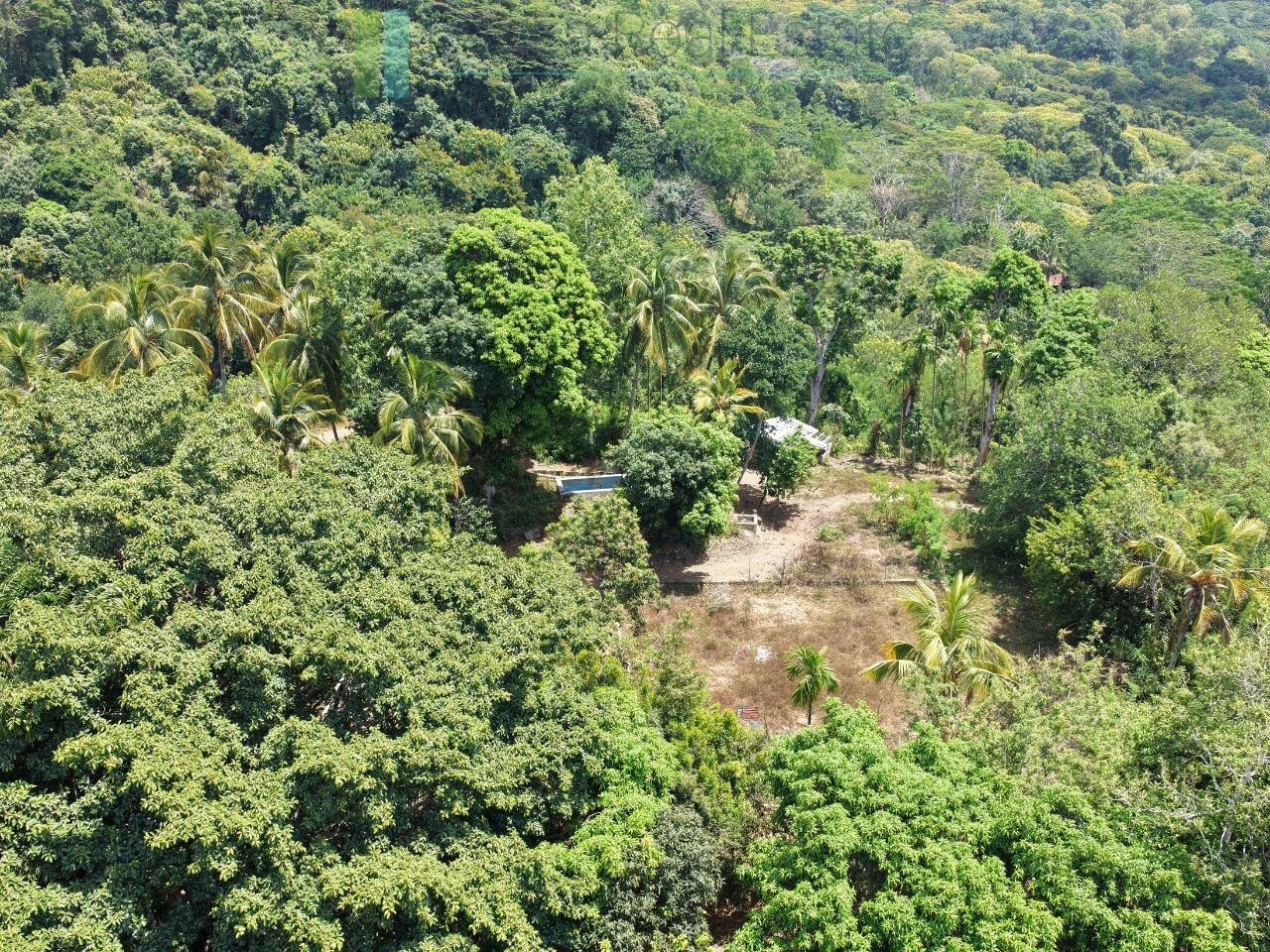 260906-nikapota (1) Established mixed estate at Nikapota near Beragala