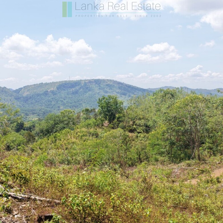 Established mixed estate at Nikapota near Beragala