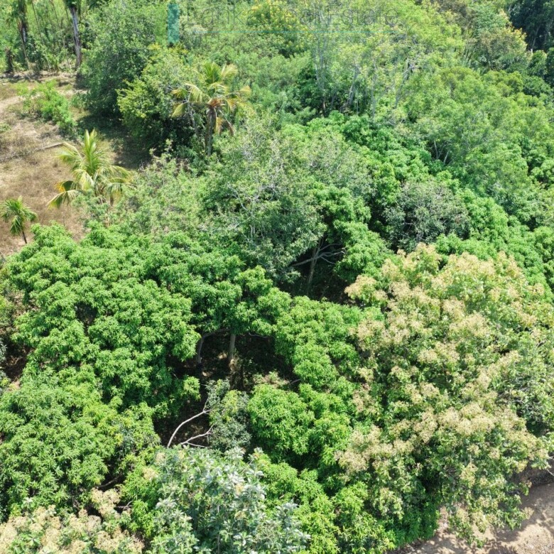 Established mixed estate at Nikapota near Beragala