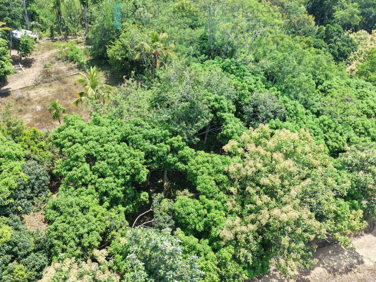 Established mixed estate at Nikapota near Beragala