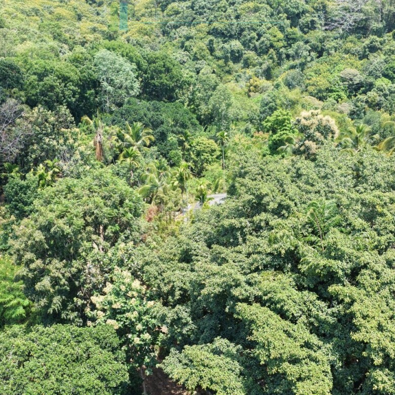 Established mixed estate at Nikapota near Beragala