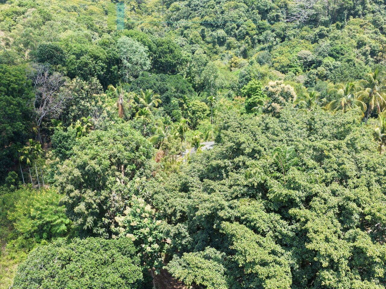 Established mixed estate at Nikapota near Beragala