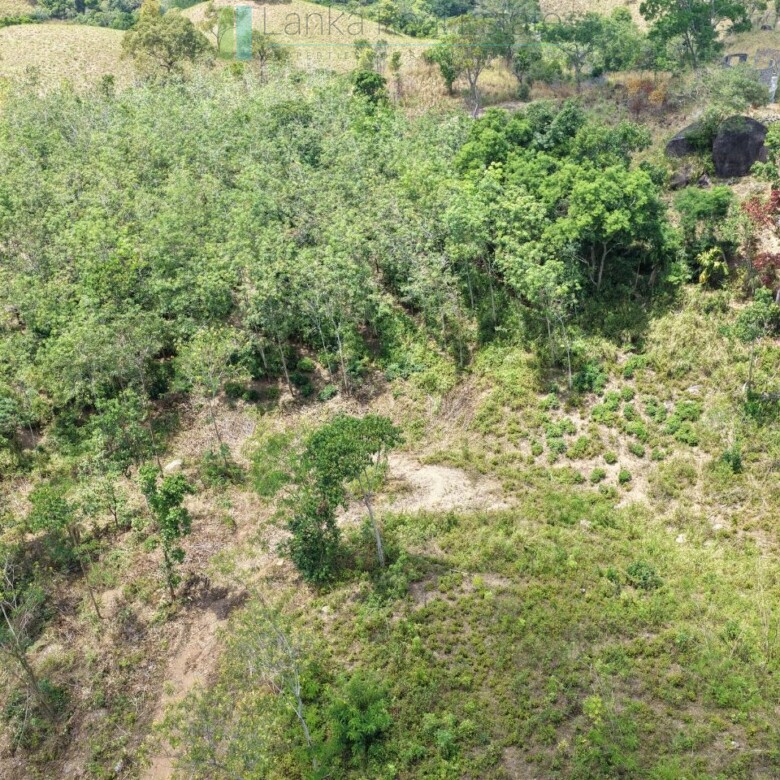 Established mixed estate at Nikapota near Beragala