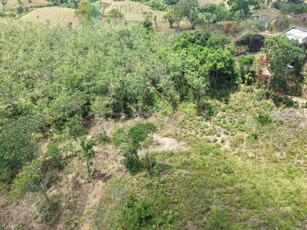 Established mixed estate at Nikapota near Beragala