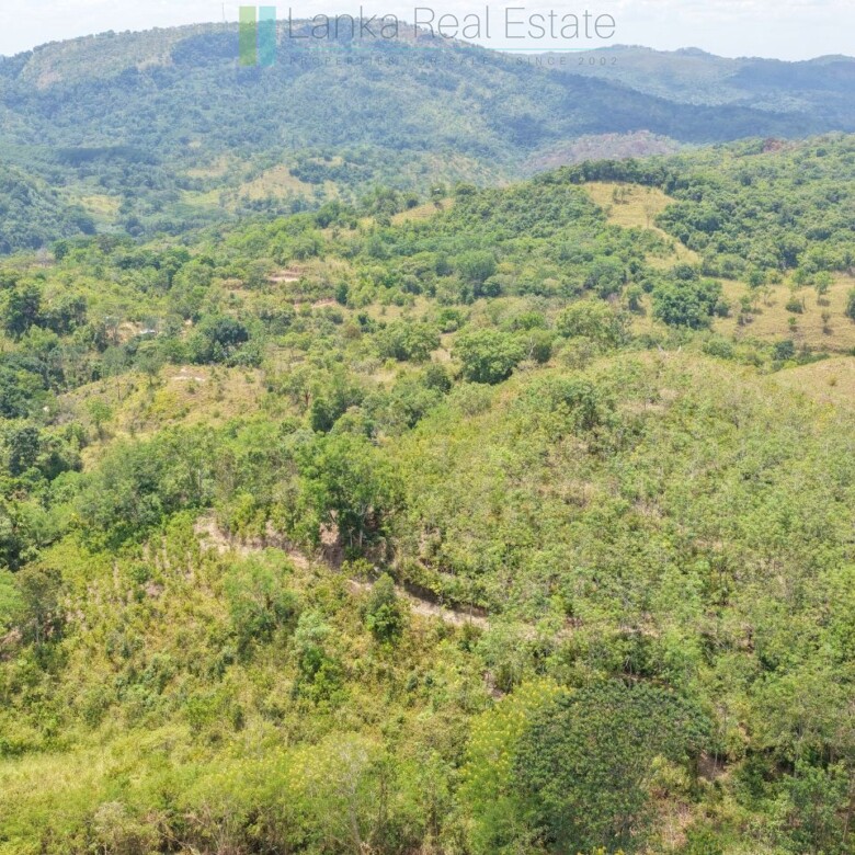 Established mixed estate at Nikapota near Beragala