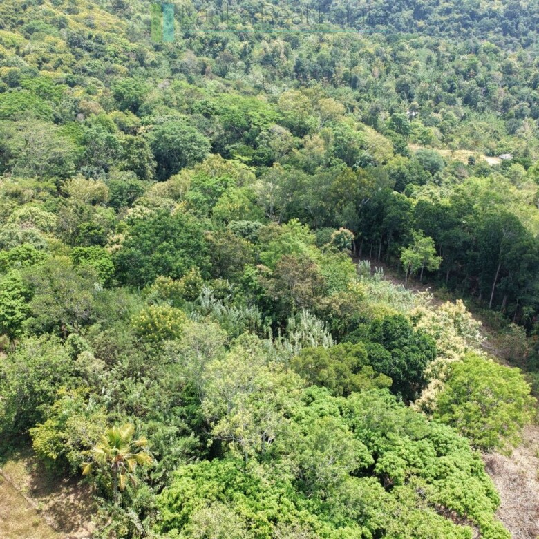 Established mixed estate at Nikapota near Beragala