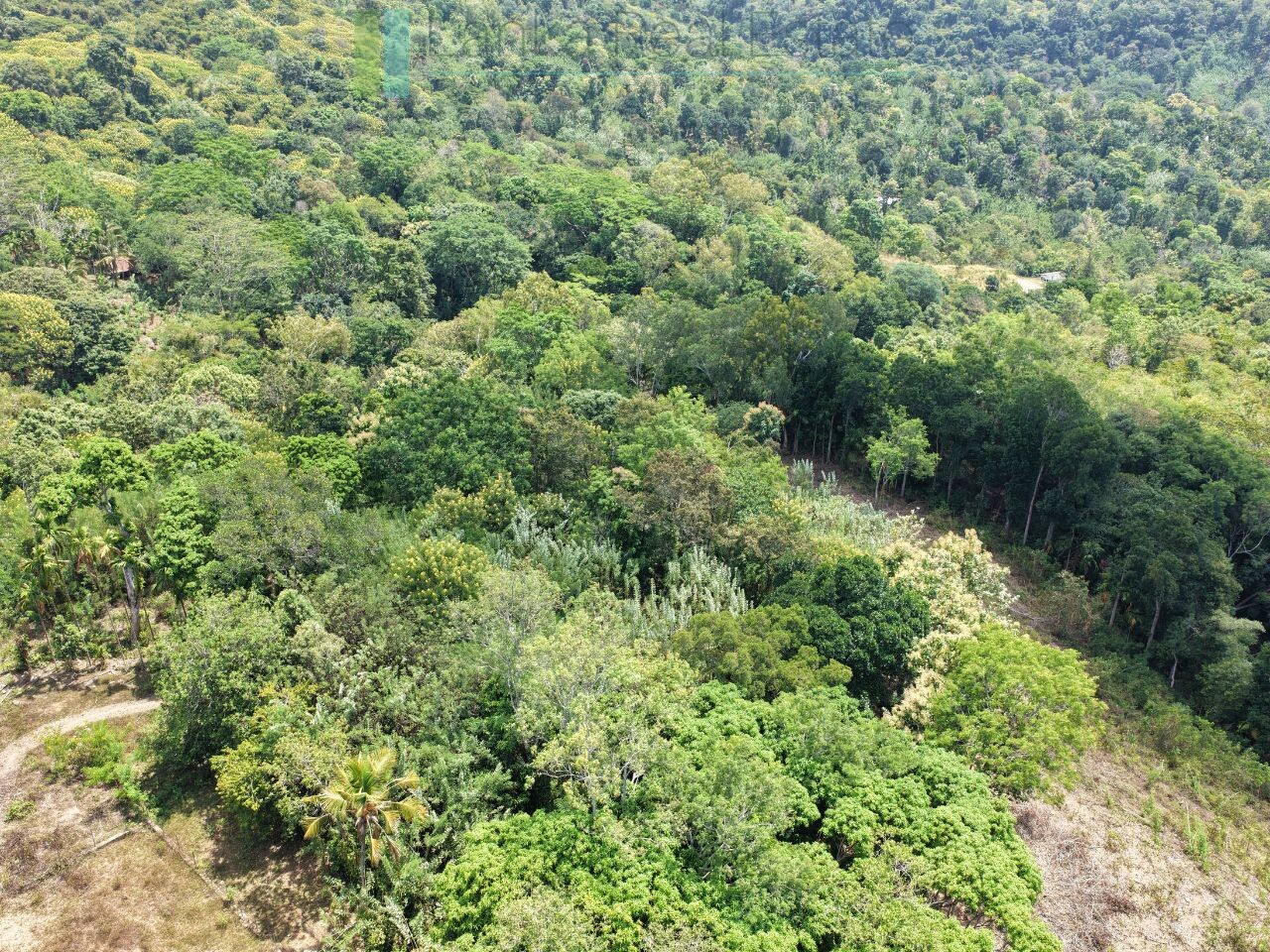 Established mixed estate at Nikapota near Beragala