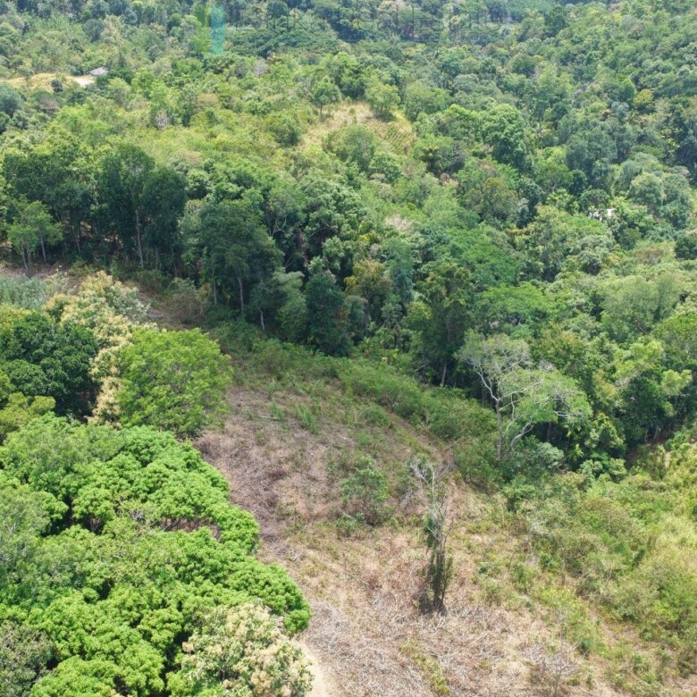 Established mixed estate at Nikapota near Beragala