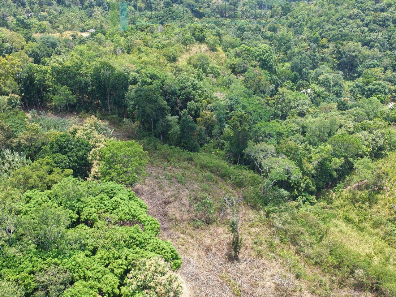 Established mixed estate at Nikapota near Beragala