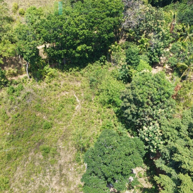 Established mixed estate at Nikapota near Beragala